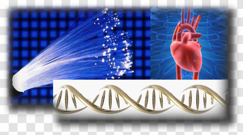 Optogenetics Ventricular Arrhythmias Heart Arrhythmia Cardiac Muscle Cell - Electric Blue Transparent PNG