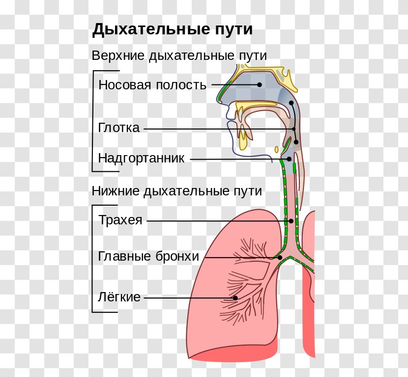 Upper Respiratory Tract Infection System - Cartoon - Nose Transparent PNG