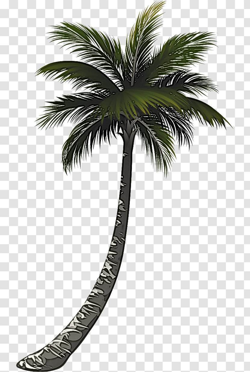 Palm Tree - Attalea Speciosa - Elaeis Transparent PNG