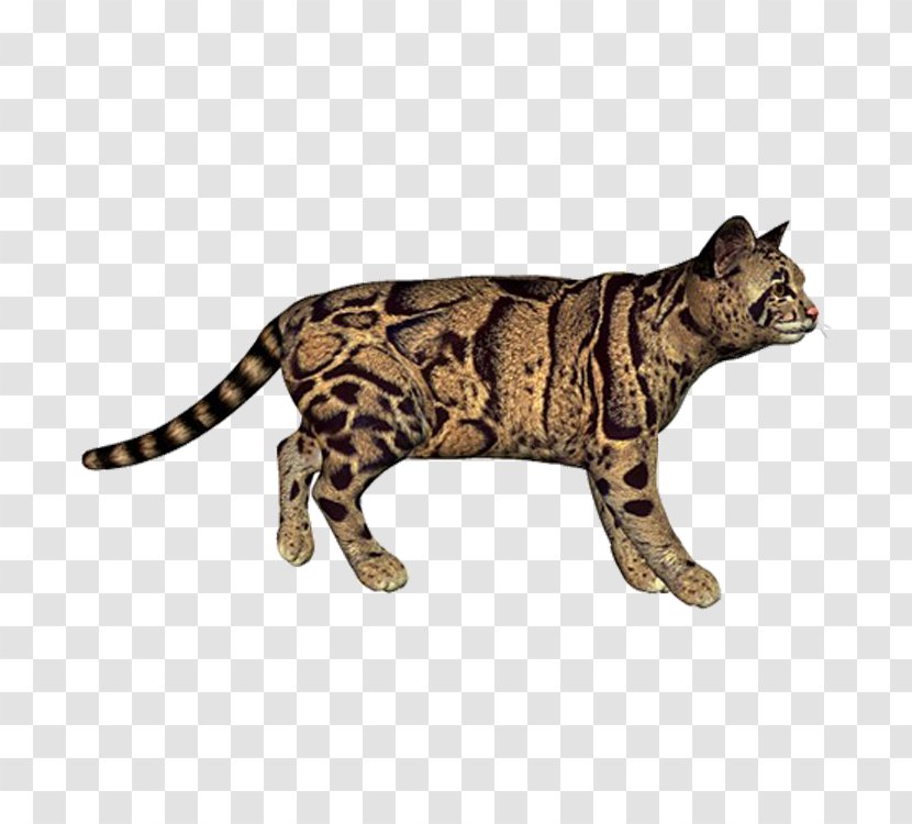 Bengal Cat Tiger Leopard Eurasian Lynx - Terrestrial Animal Transparent PNG