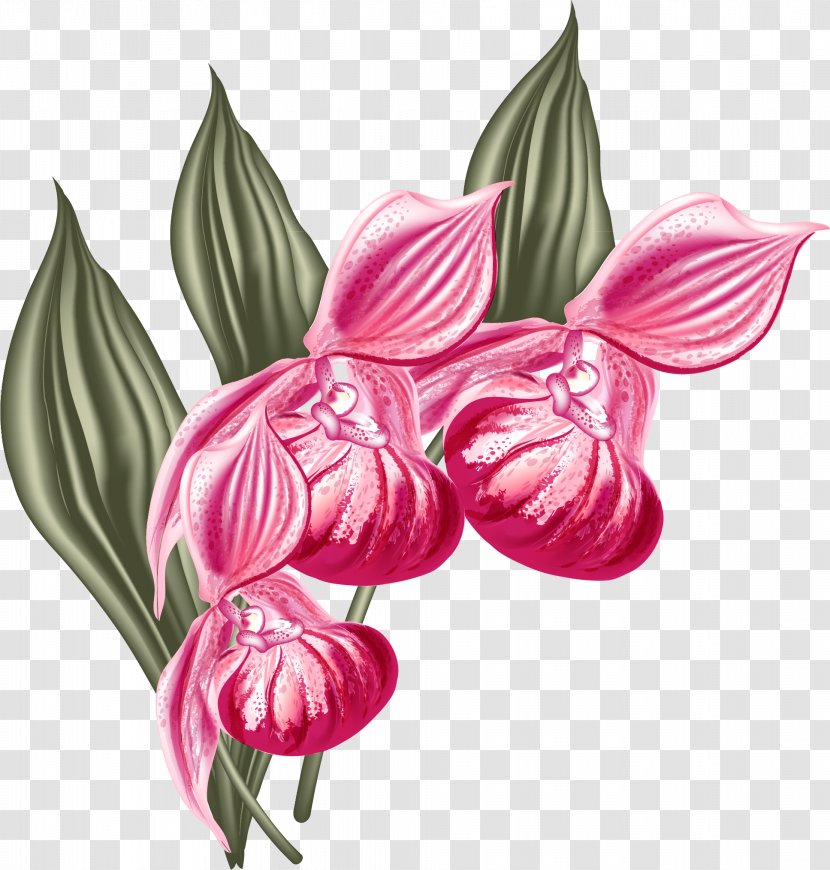 Moth Orchids Graphic Design - Flower Transparent PNG