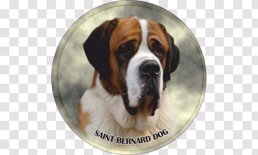 st bernard dog breed