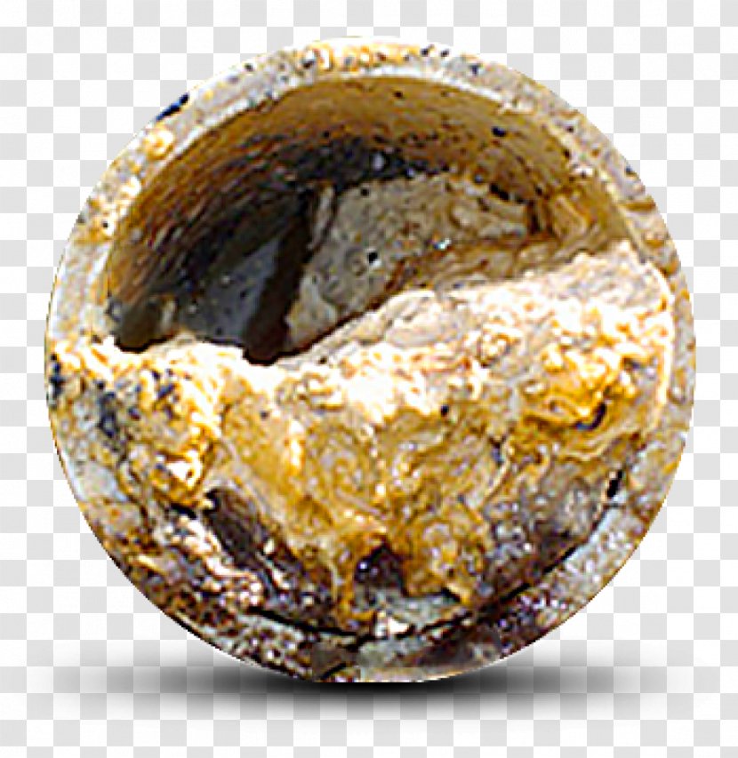 Museum Of London Whitechapel Science Museum, Fatberg - Curator - City Transparent PNG