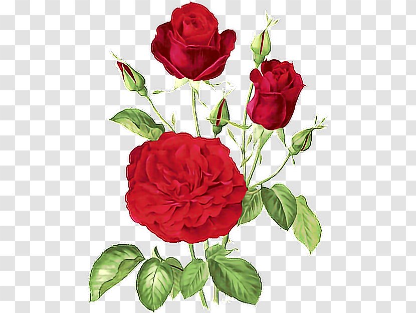 Garden Roses Flower Cabbage Rose Floribunda - Flowering Plant - Belle Drawing Rosa Transparent PNG