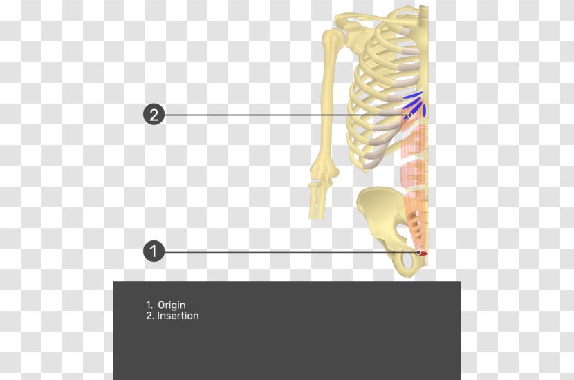 Transverse Abdominal Muscle Rectus Abdominis Origin And Insertion Internal Oblique - Diastasis Recti - Intercostal Muscles Transparent PNG