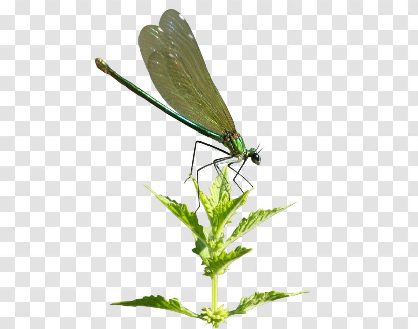 Insect Damselfly Dragonfly Bee Spider - Invertebrate Transparent PNG