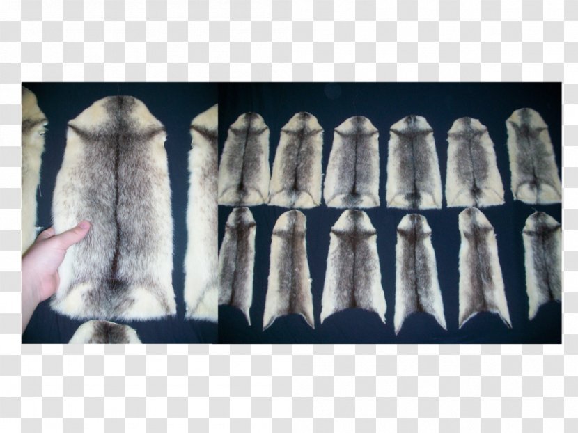Fur American Mink Weasels Muskrat - Clothing Transparent PNG