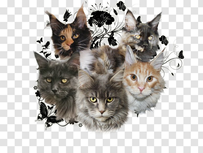 Maine Coon Kitten Domestic Short-haired Cat Whiskers Raccoon - Guestbook Transparent PNG