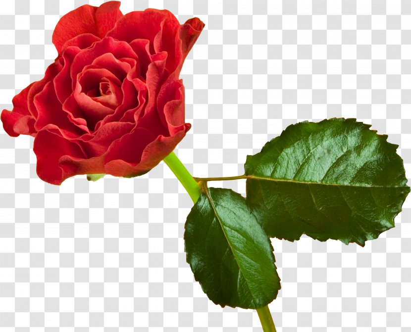 Garden Roses Flower Desktop Wallpaper Laptop High-definition Television - Floristry - Rose Transparent PNG
