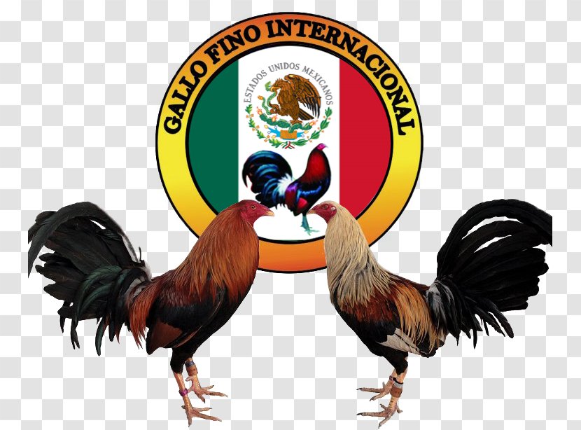 Gamecock Asil Chicken Cockfight Logo Painting - Gallos DE PELEA Transparent PNG