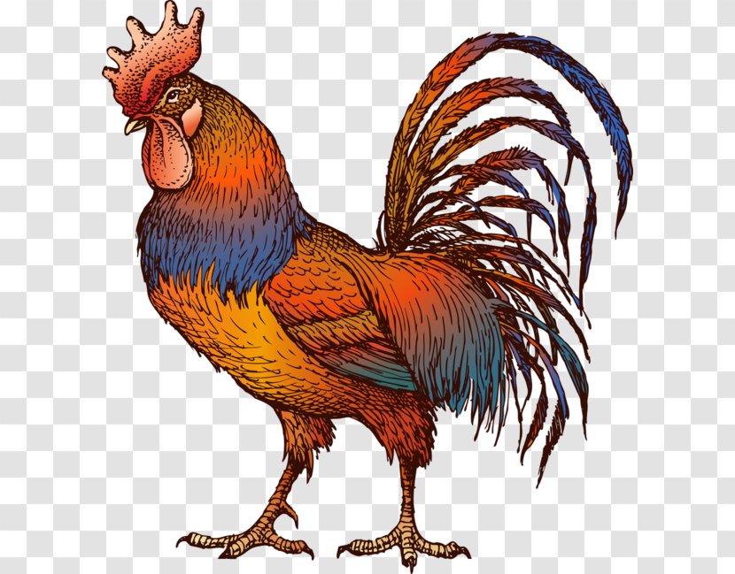 Chicken Rooster Drawing Gamecock - Fowl Transparent PNG