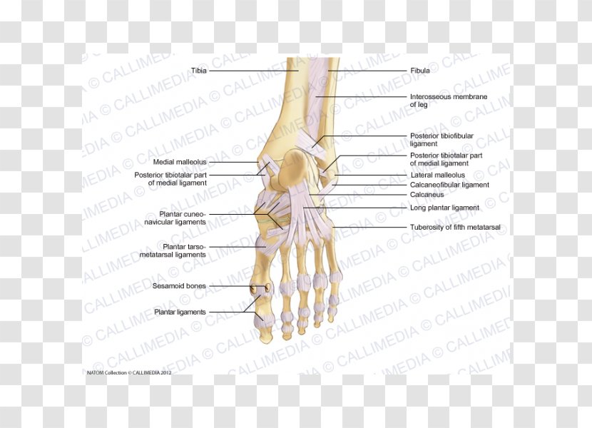 Thumb Bone Foot Ligament Joint - Flower - The Back Of Walk Transparent PNG