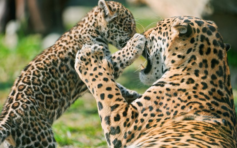 Jaguar Cars Leopard Lion Felidae - Big Cats - Cheetah Transparent PNG