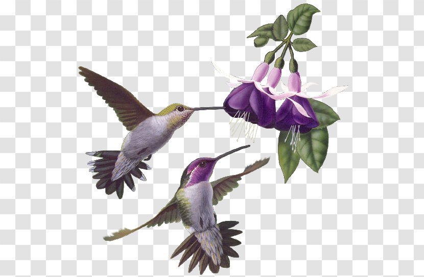 Hummingbird - Pollinator - Bird Transparent PNG