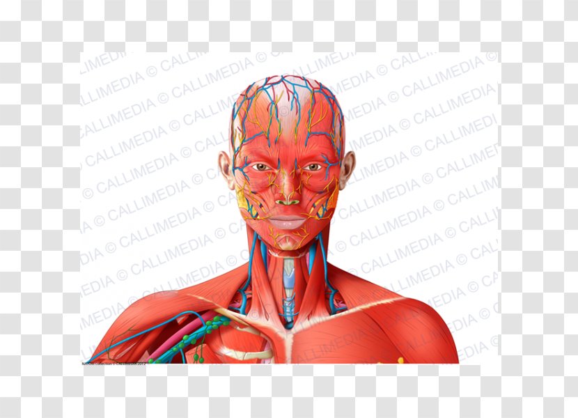 Forehead Muscle Blood Vessel Nerve Neck - Watercolor Transparent PNG
