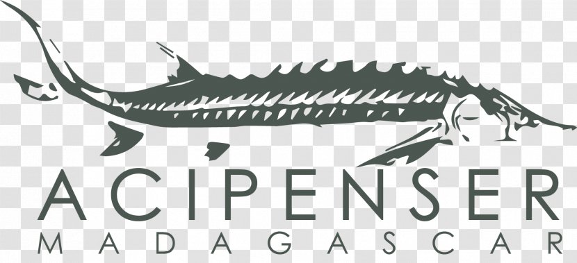 Madagascar Logo Caviar Greater Sturgeons Brand - Film Transparent PNG