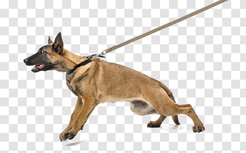 Dog Bite Puppy Collar Leash - Gittigidiyor Transparent PNG