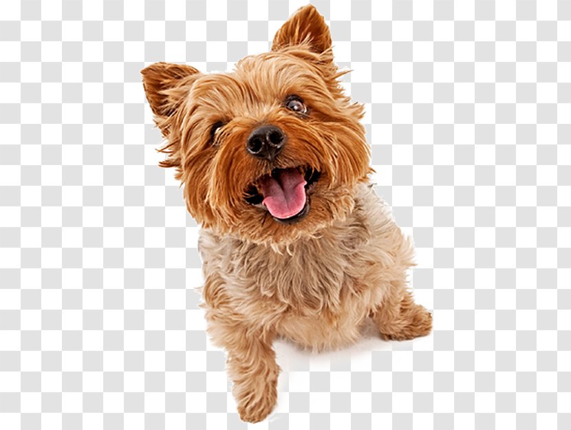 Yorkshire Terrier Staffordshire Bull American Puppy Pet - Shop Transparent PNG