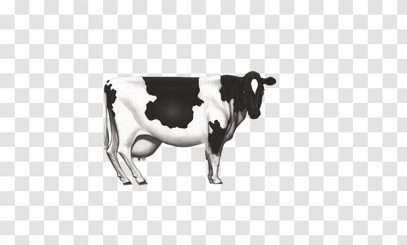 Dairy Cattle Milk Ox - Cow Transparent PNG