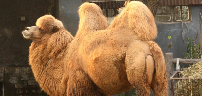 Wild Bactrian Camel Dromedary Mongolia - Fauna Transparent PNG