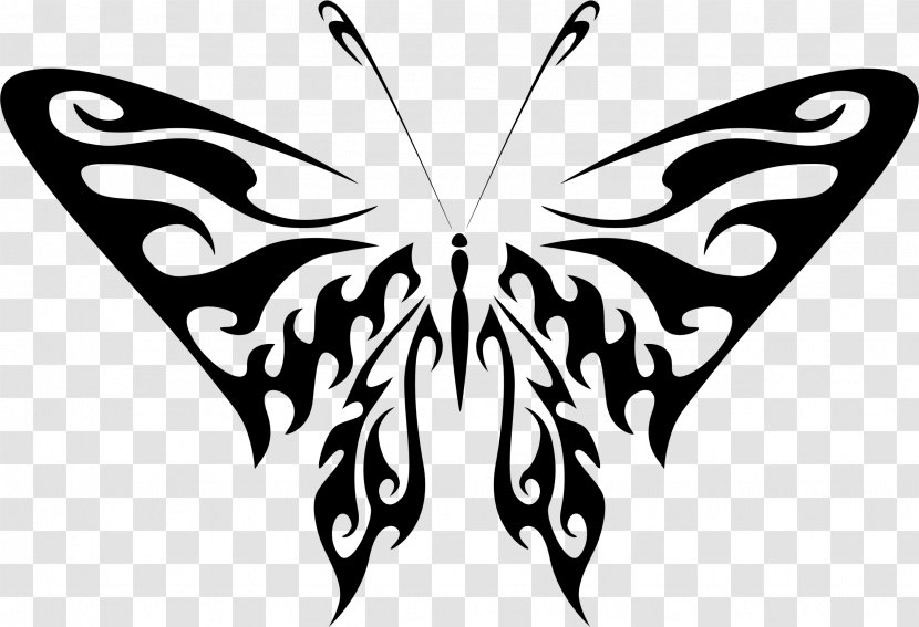 Butterfly Photography Drawing Clip Art - Insect Transparent PNG