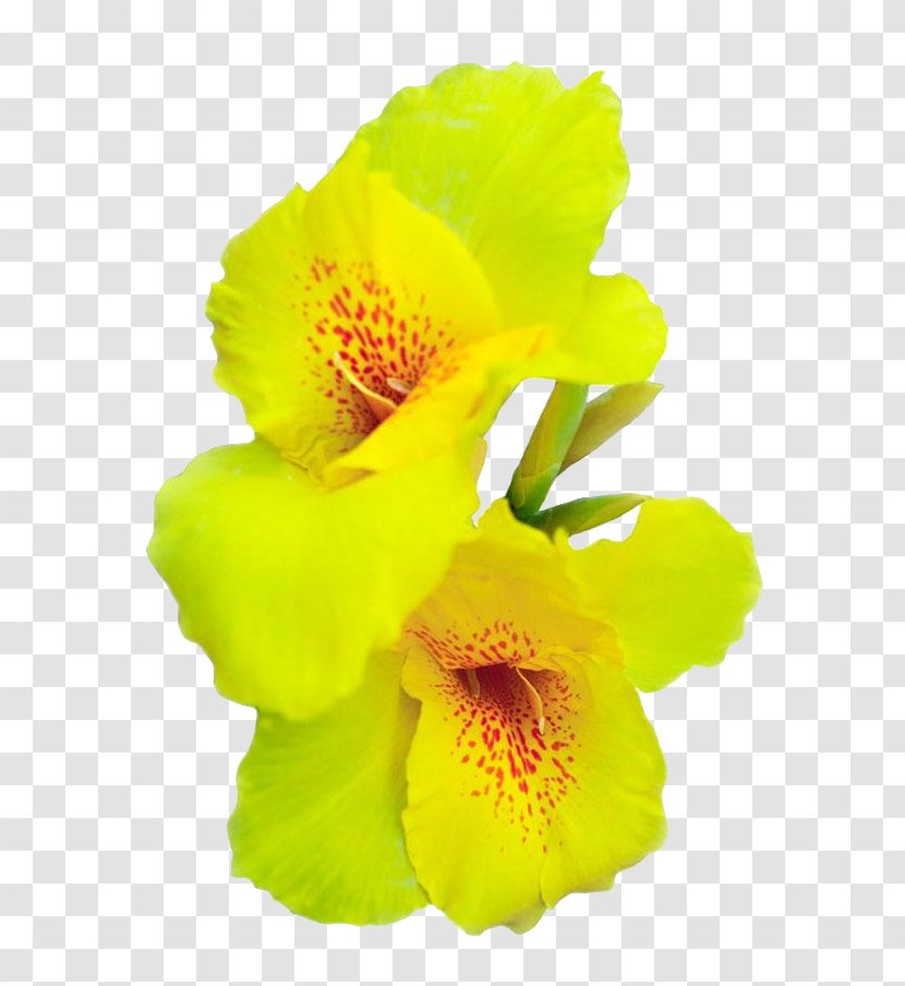 Canna Indica Flower Cannabis Sativa - Petal - Pictures Transparent PNG