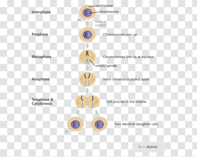 Mitosis Meiosis Cell Division Cycle - Metaphase - Science Transparent PNG