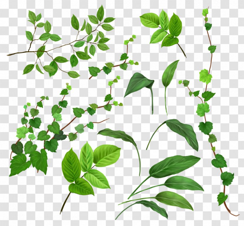 Vine Plant - Tree - Green Leaves Transparent PNG