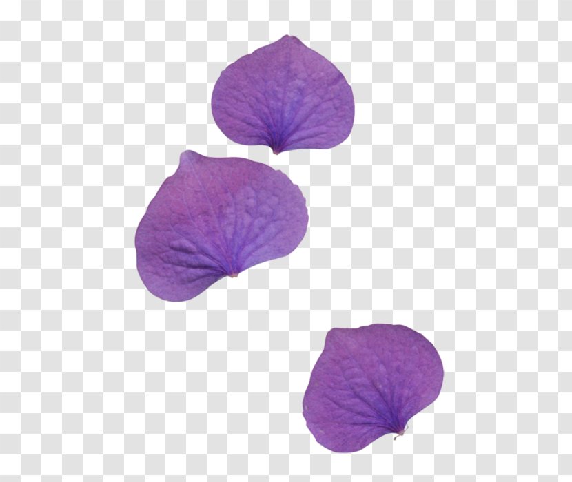 Petal Flower Leaf Clip Art - Violet Transparent PNG