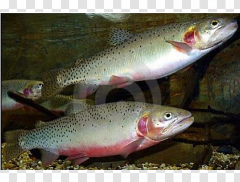 Coastal Cutthroat Trout Salmon 09777 Rudd - Fish - Bony Transparent PNG