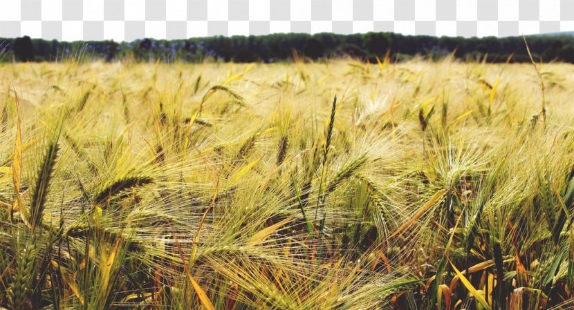 Barley Cereal Wheat Crop Agriculture - The In Land Transparent PNG