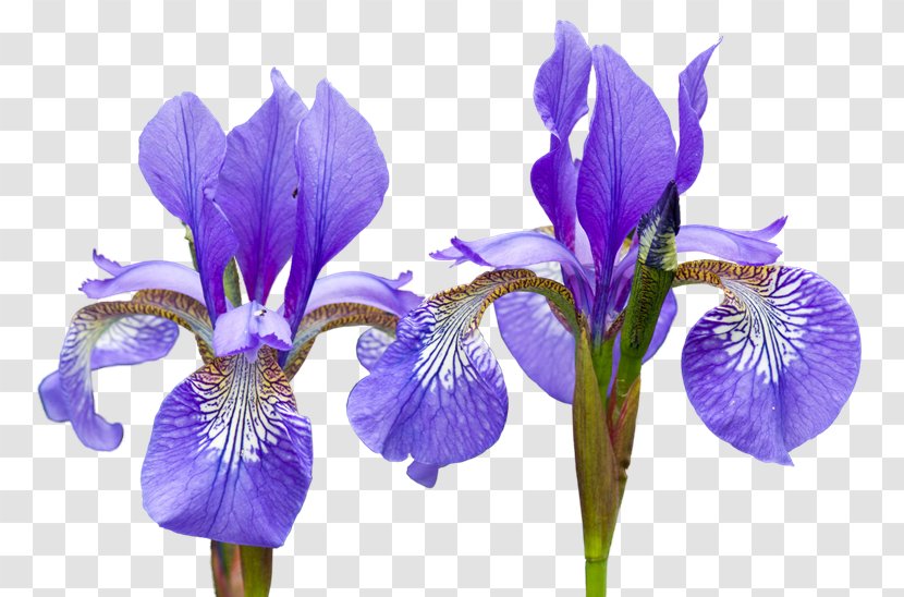 Northern Blue Flag Irises Flower Orris Root - Purple - Iris Transparent PNG