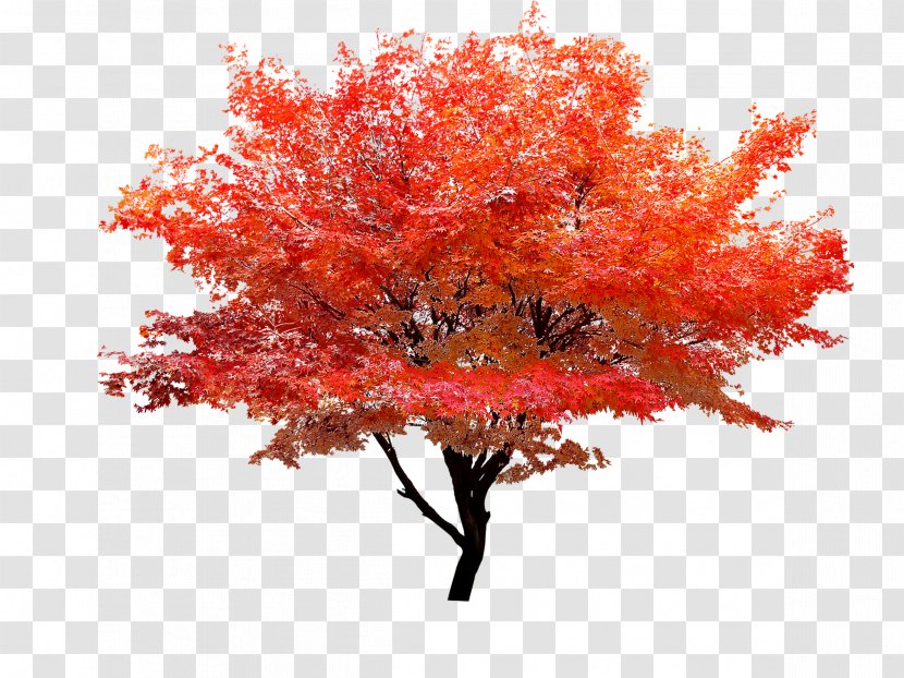 Red Maple Autumn Leaf Color Tree - Arecaceae Transparent PNG