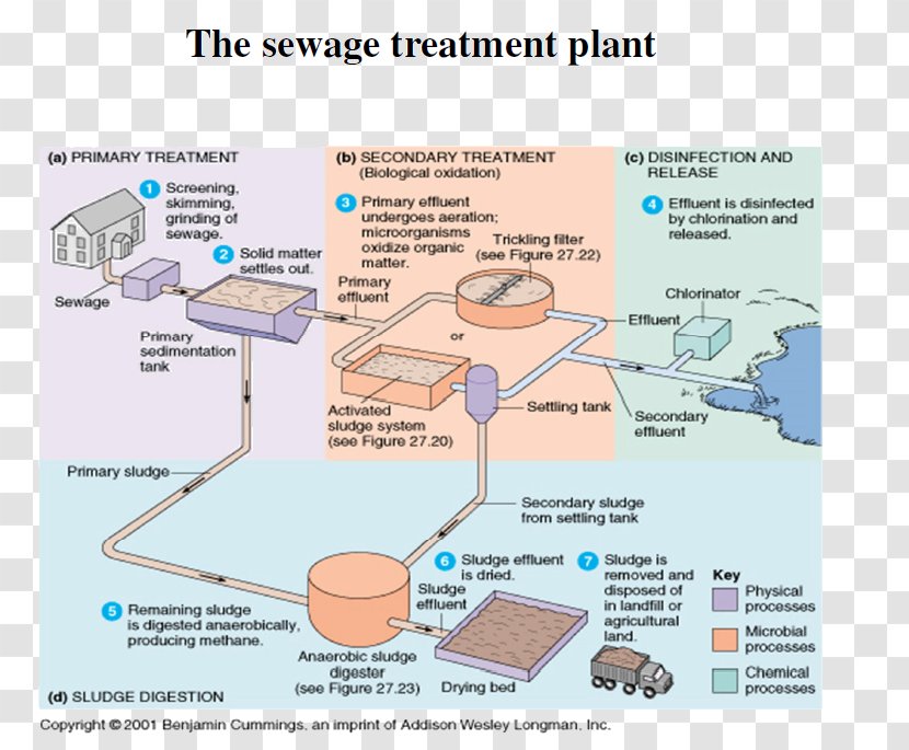 Microorganism Water Treatment Sewage Activated Sludge Wastewater - Organization Transparent PNG