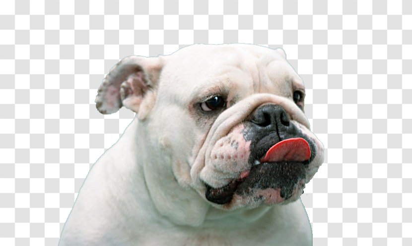 French Bulldog Pug Puppy Tongue - American - White Dog Transparent PNG