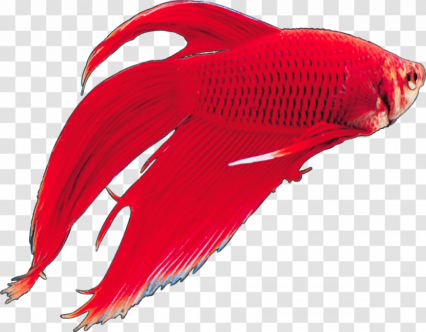 Siamese Fighting Fish Tropical Ornamental Transparent PNG