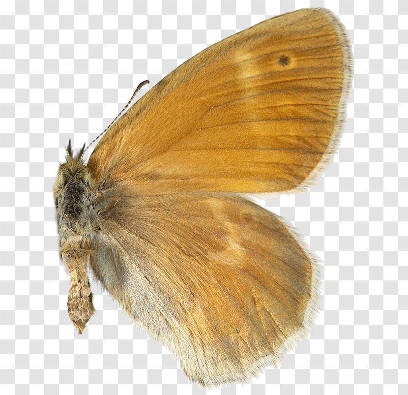 Brush-footed Butterflies Silkworm Butterfly Moth - Wing Transparent PNG