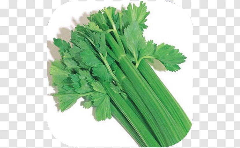 Wild Celery Plant Root Vegetable - Oenanthe Javanica Transparent PNG