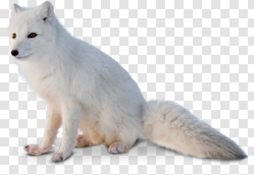 The Arctic Fox Red Alaskan Tundra Wolf - Fauna Transparent PNG