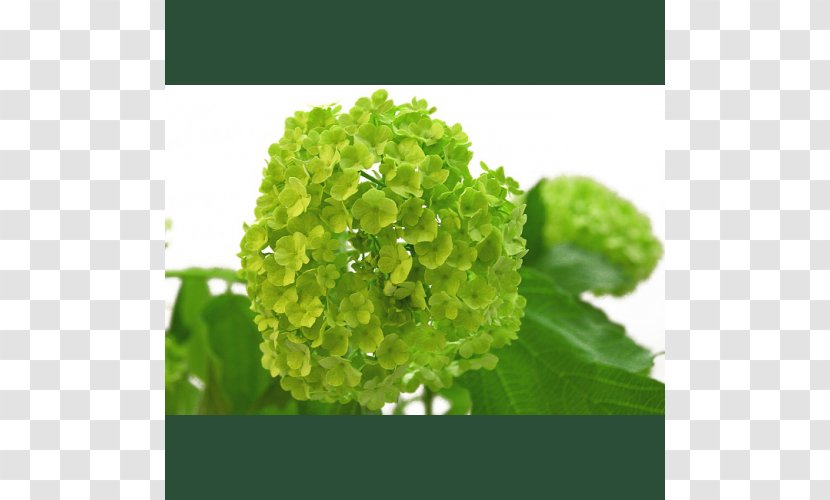 Viburnum Plant Hydrangea Flower Bouquet Transparent PNG