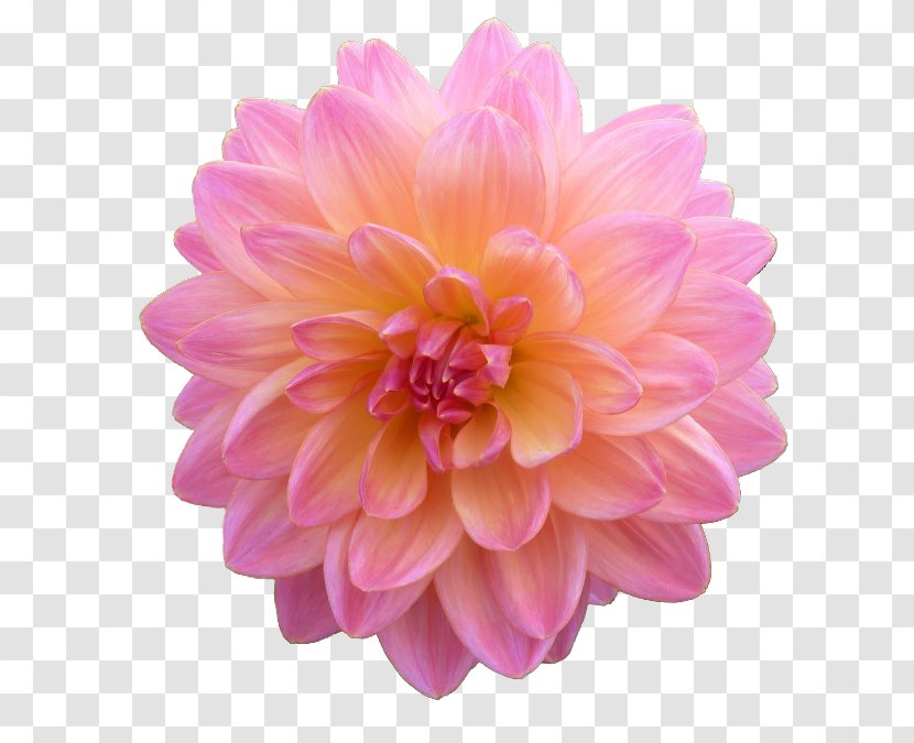 Dahlia Clip Art - Internet - Petal Transparent PNG