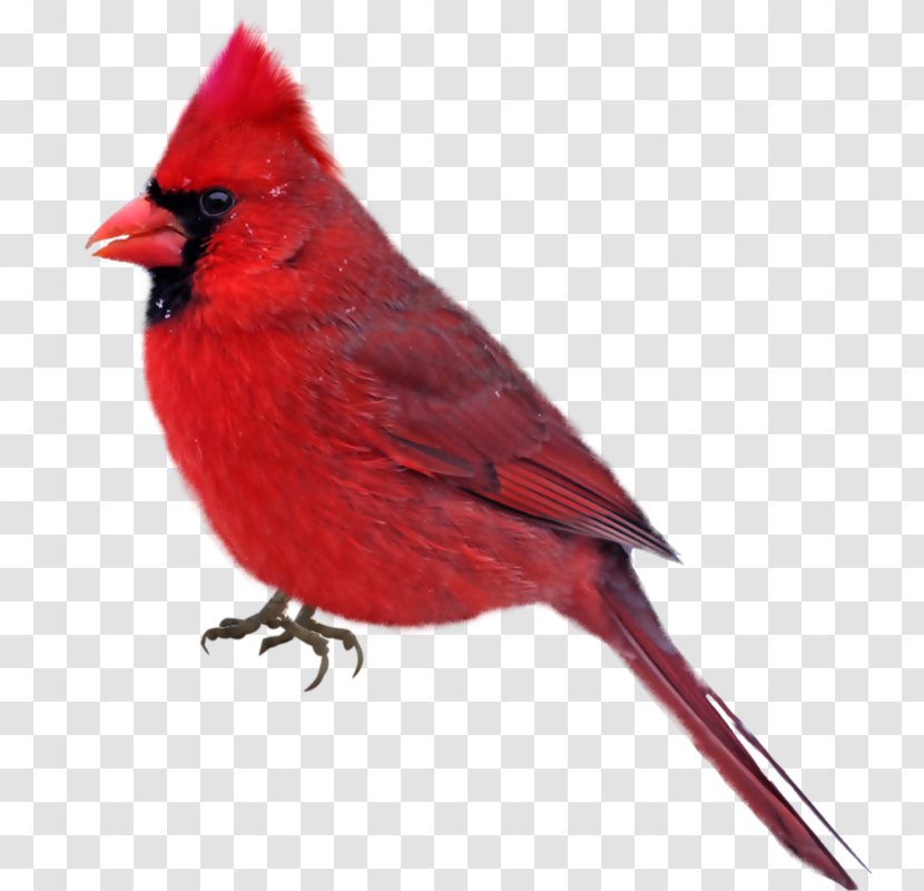 Bird Cardinal Photography Clip Art - Fauna Transparent PNG