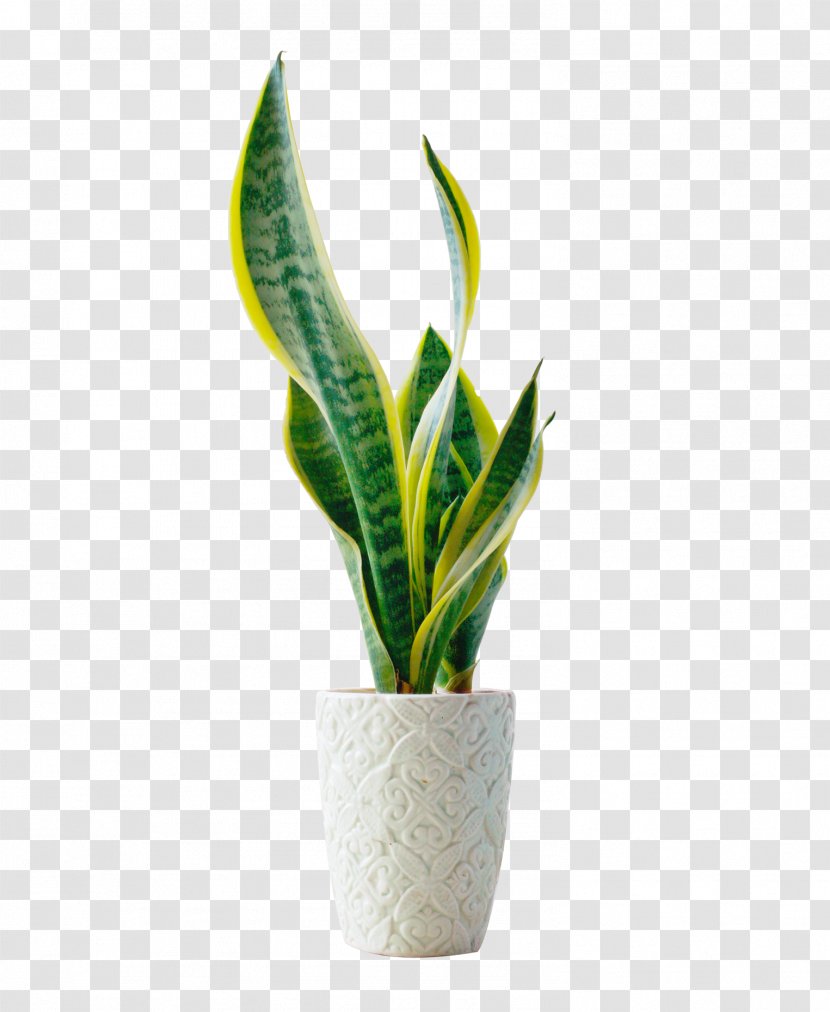 Bonsai Flowerpot Template - Potted Green Plants Transparent PNG
