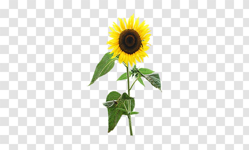 Common Sunflower Display Resolution Wallpaper - Flowerpot Transparent PNG