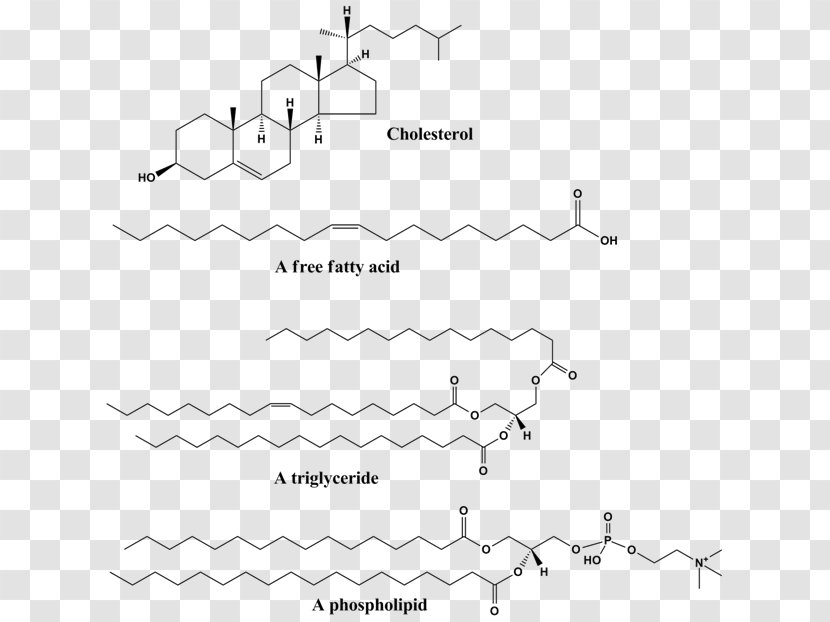 Protein–lipid Interaction Structure Triglyceride Phospholipid - Fatty Acid - Lipid Transparent PNG