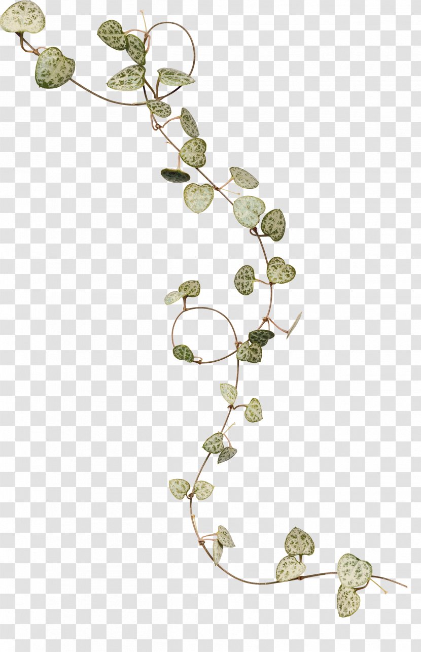 Ivy Leaf Flower - Leaves Transparent PNG