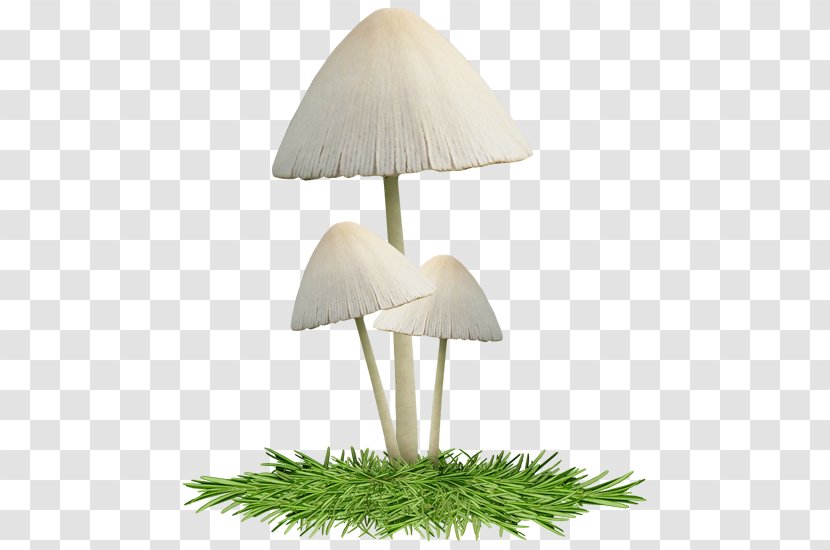 Mushroom Lighting Transparent PNG