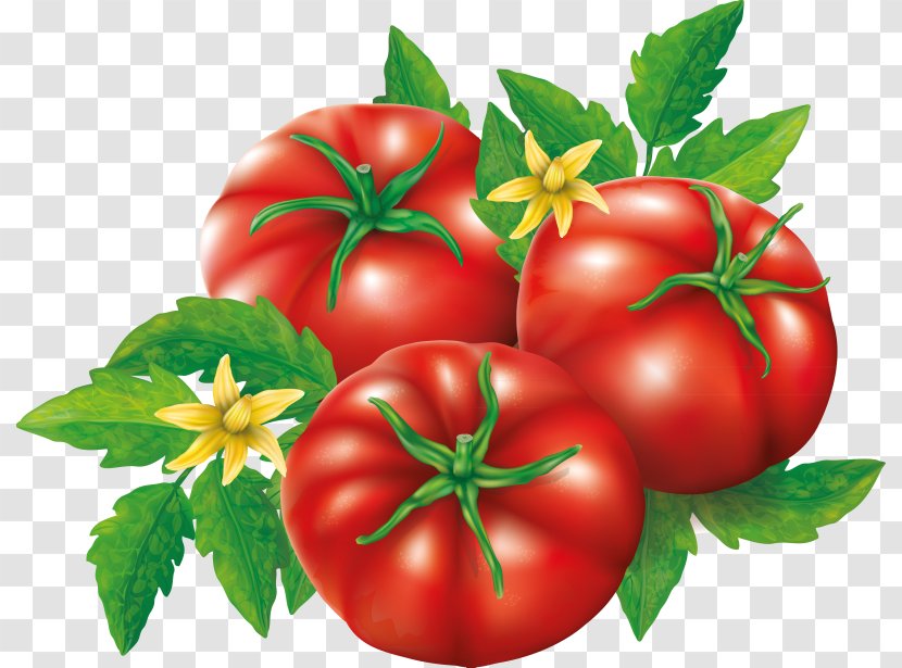 Plum Tomato Bush Patty Pan Vegetable - Potato And Genus Transparent PNG