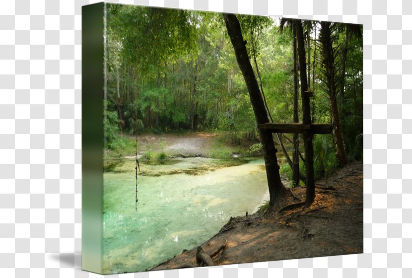 Bayou Water Resources Woodland Nature Reserve Forest - Rope Swing Transparent PNG