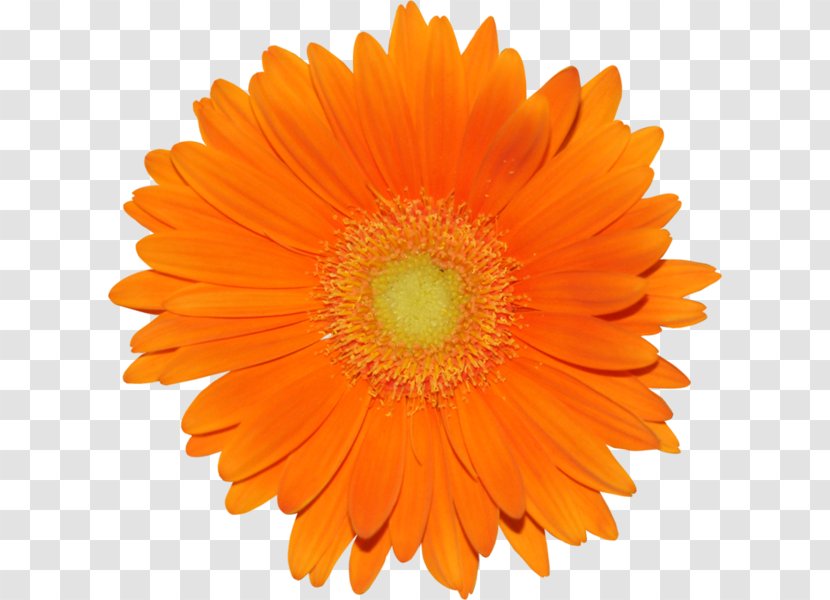 Transvaal Daisy Common Orange Drawing Clip Art - Pollen Transparent PNG